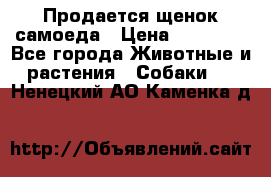 Продается щенок самоеда › Цена ­ 15 000 - Все города Животные и растения » Собаки   . Ненецкий АО,Каменка д.